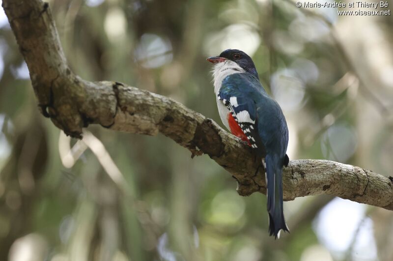 Cuban Trogon