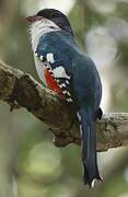 Cuban Trogon