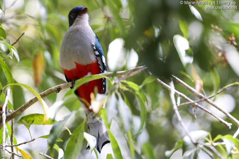 Cuban Trogon