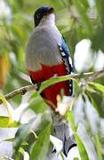 Trogon de Cuba