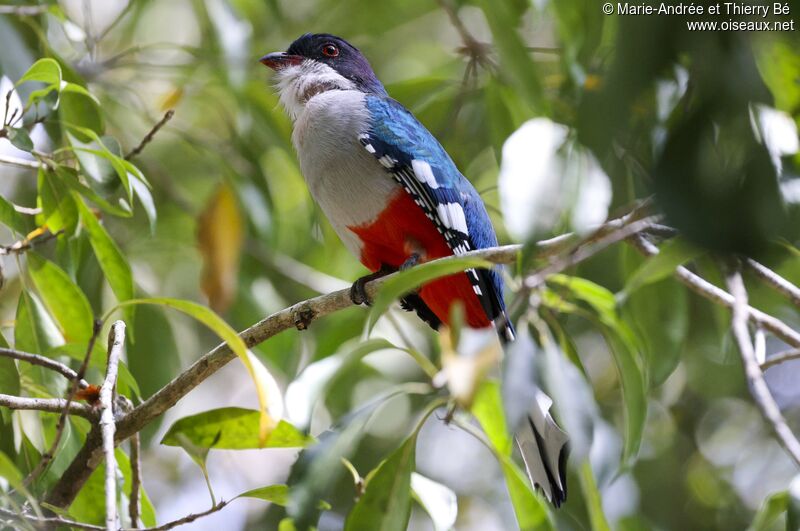 Cuban Trogon