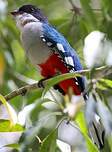 Trogon de Cuba