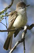 La Sagra's Flycatcher