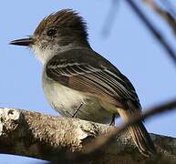 La Sagra's Flycatcher