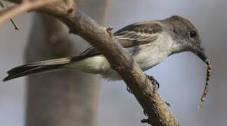 La Sagra's Flycatcher