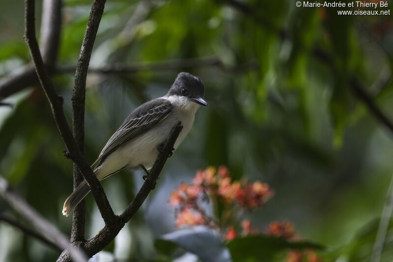 Loggerhead Kingbird