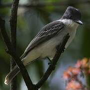 Loggerhead Kingbird