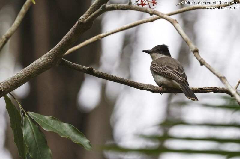 Loggerhead Kingbird