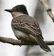 Loggerhead Kingbird