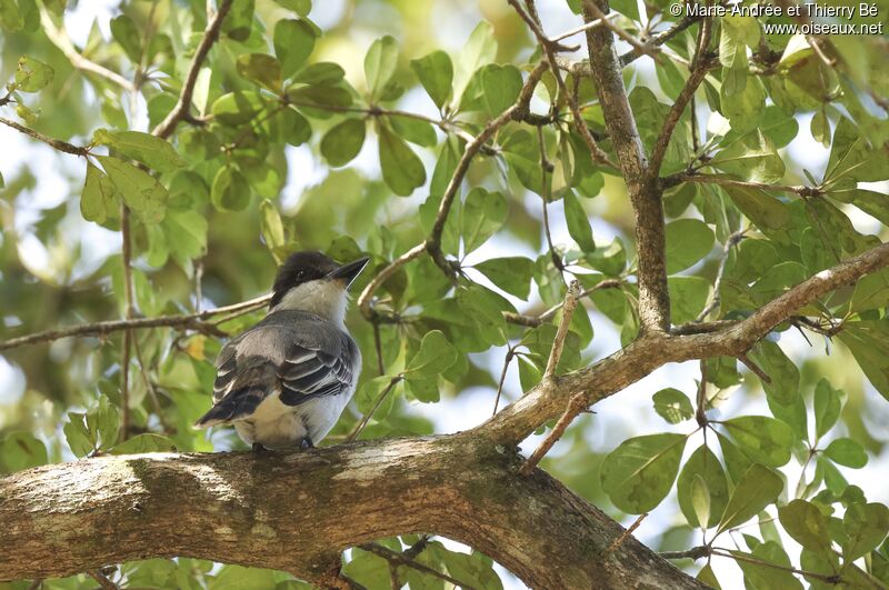 Loggerhead Kingbird