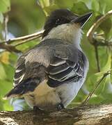 Loggerhead Kingbird