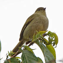 Tyranneau de Bolivie