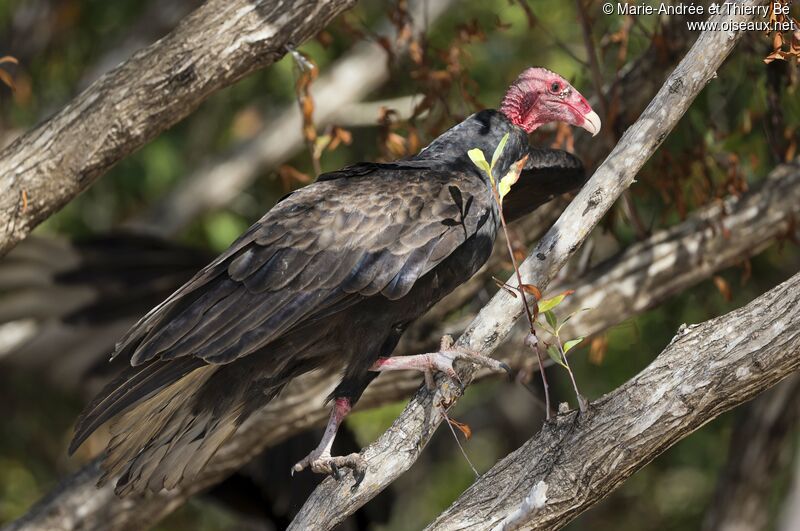 Turkey Vulture