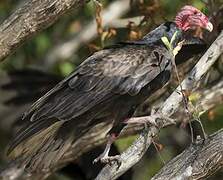 Turkey Vulture