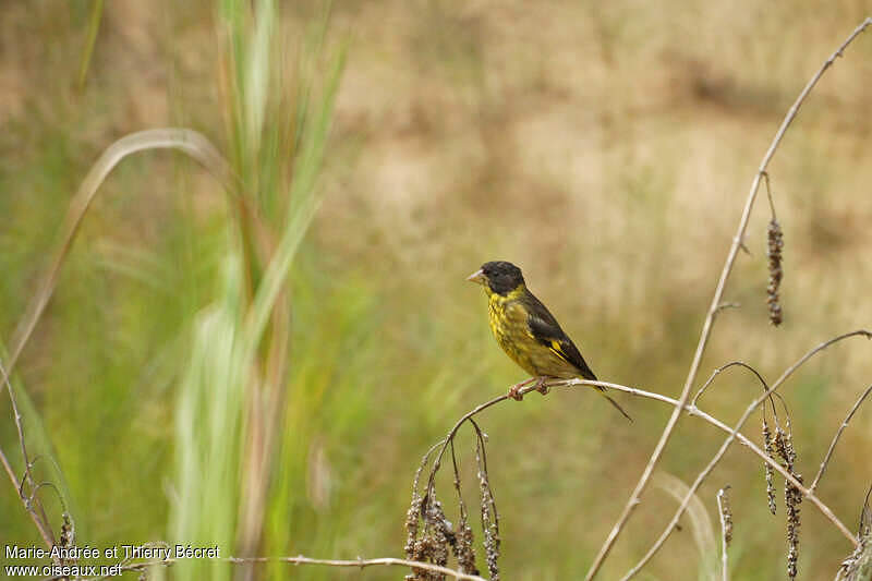 Vietnamese Greenfinch - Chloris monguilloti female adult - thbe119630