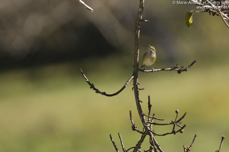 White-eyed Vireo