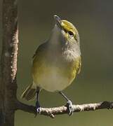 White-eyed Vireo