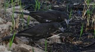 White-billed Buffalo Weaver