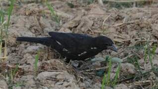 White-billed Buffalo Weaver