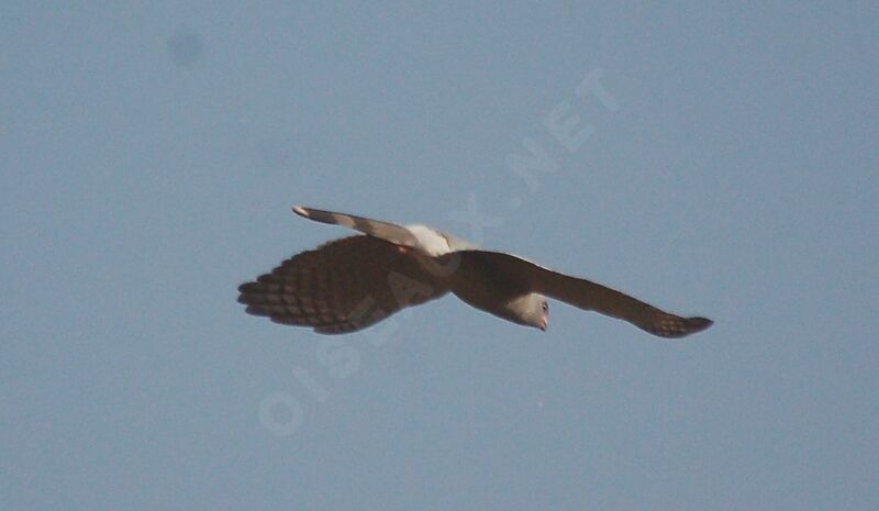 Gabar Goshawkadult, Flight