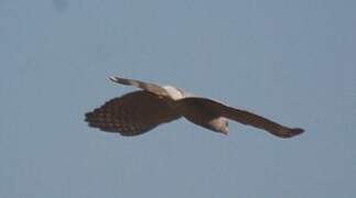 Gabar Goshawk