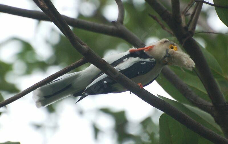 White-crested Helmetshrikeadult