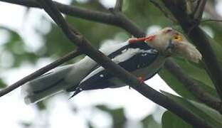 White-crested Helmetshrike