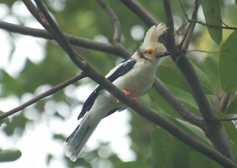 White-crested Helmetshrikeadult, identification