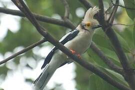 White-crested Helmetshrike