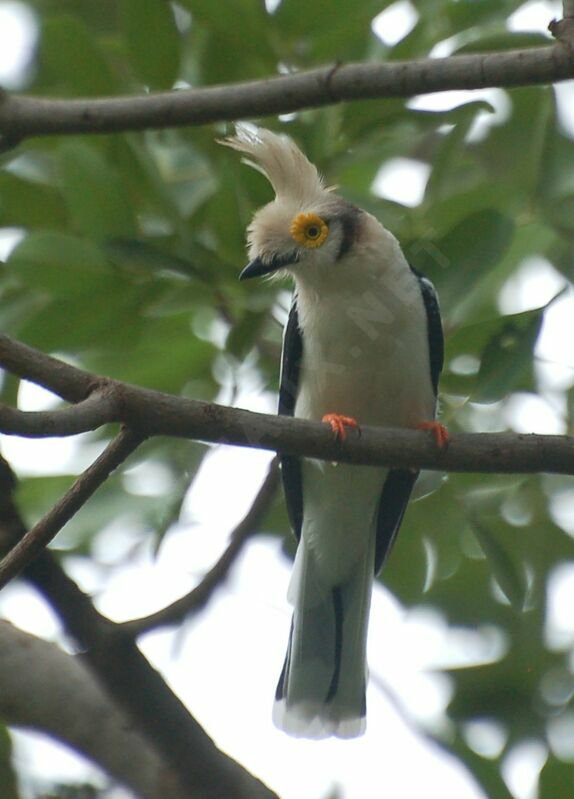 White-crested Helmetshrikeadult, identification