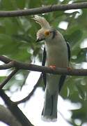 White-crested Helmetshrike