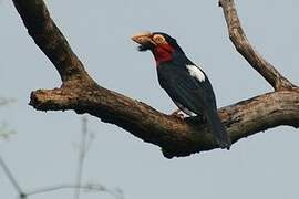 Bearded Barbet