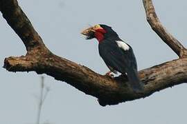 Bearded Barbet