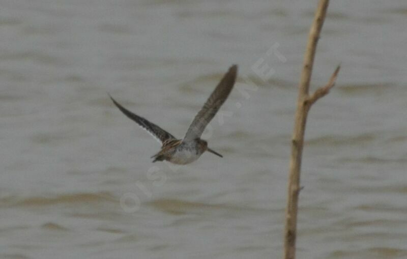 Common Snipeadult