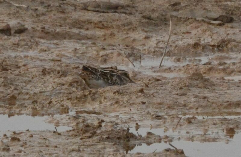 Common Snipeadult