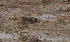 Common Snipe