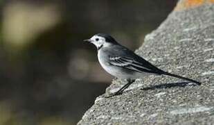 White Wagtail