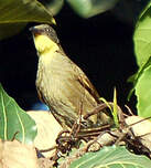 Bulbul à gorge claire