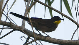 Bulbul à gorge claire