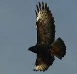 Buse variable