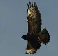 Common Buzzard