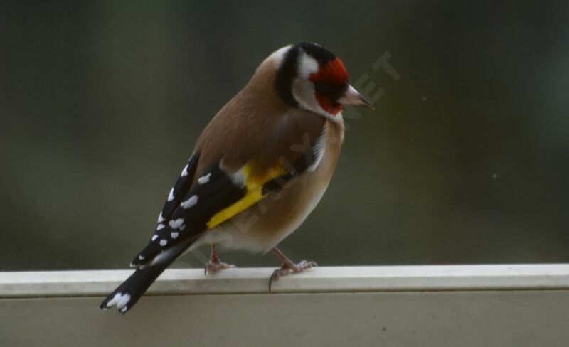 European Goldfinchadult, identification