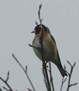 European Goldfinch