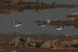 Marsh Sandpiper