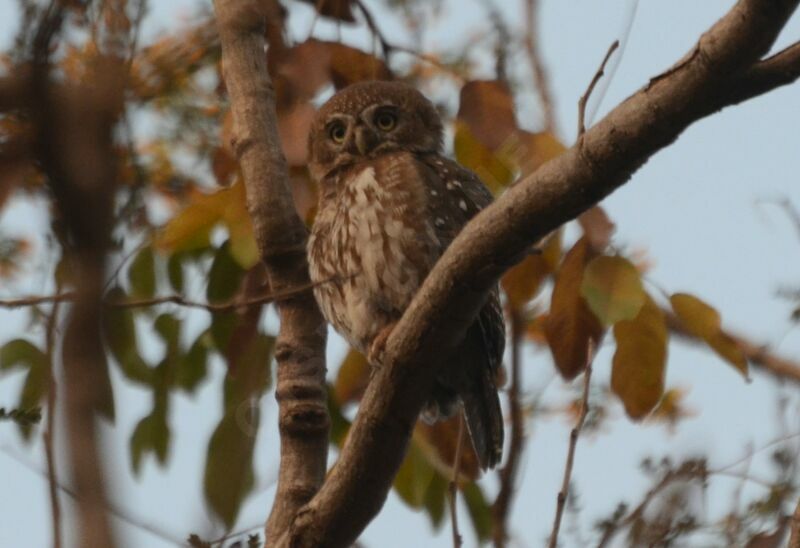 Pearl-spotted Owletadult