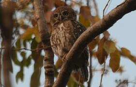 Pearl-spotted Owlet