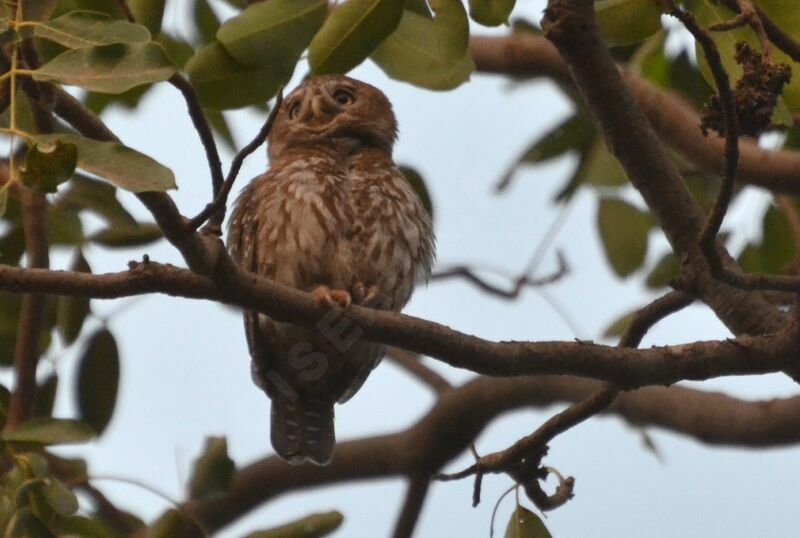 Pearl-spotted Owletadult, identification