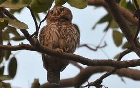 Pearl-spotted Owlet