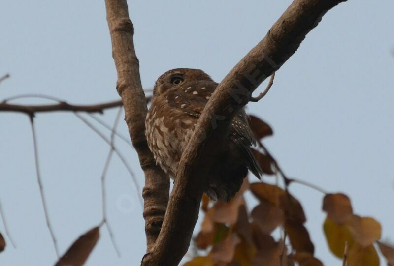 Pearl-spotted Owletadult