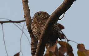 Pearl-spotted Owlet